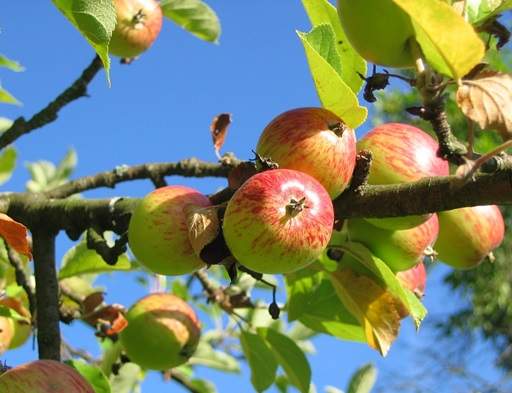Apple Tree Fruit Close Up